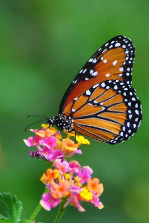 Why our majestic monarch butterfly needs our help